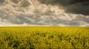 Clouds landscapes fields overcast yellow flowers wallpaper