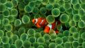 Fish clownfish sea anemones wallpaper