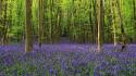 Flowers forests nature purple wildflowers wallpaper