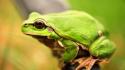 Frogs amphibians wallpaper