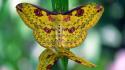 Insects moths butterly wallpaper