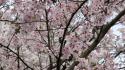 Japan cherry blossoms trees flowers pink wallpaper