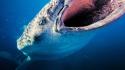 National geographic philippines animals nature sea wallpaper