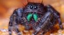 Nature insects macro spiders wallpaper