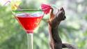 Red animals squirrels cocktail drinks drinking blurred background wallpaper