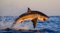 South africa animals great white shark jumping wallpaper