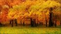 Trees autumn forests russia samara bing wallpaper