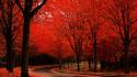 Trees autumn red roads wallpaper