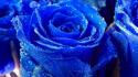 Water blue nature flowers wet drops roses rose wallpaper