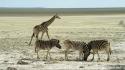 Wild africa animals giraffes wildlife wallpaper