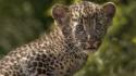 Animals baby cubs leopards wallpaper