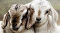 Animals baby goats wallpaper