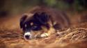 Animals dogs puppies australian shepherds wallpaper