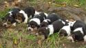 Animals dogs puppies beagle wallpaper
