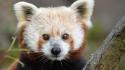 Animals red pandas baby wallpaper
