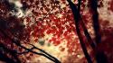 Autumn lamborghini depth of field branches maple wallpaper