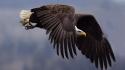 Birds animals eagles bald wallpaper