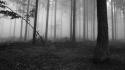 Black and white nature trees forests fog wallpaper