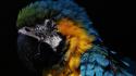Blue-and-yellow macaws animals birds black background parrots wallpaper