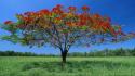 Blue skies countryside grass landscapes lone tree wallpaper