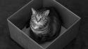 Cats animals black cat monochrome boxes wallpaper