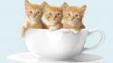 Cats animals cups kittens wallpaper