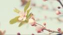 Cherry blossoms plants warm colors wallpaper