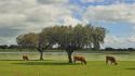 Clouds trees cows wallpaper