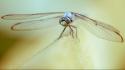 Dragonflies insects wallpaper