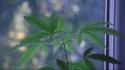 Drugs leaves marijuana plants weeds wallpaper