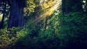 Flora bushes forests light rays nature wallpaper