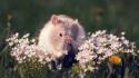 Flowers animals grass outdoors rats mice wallpaper