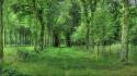 Forests grass green landscapes nature wallpaper
