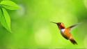 Green nature flying birds leaves hummingbirds background wallpaper