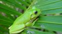 Green nature leaf animals frogs amphibians wallpaper