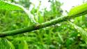 Insects ants plants hymenopthera wallpaper