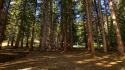 Landscapes nature forests pine trees wallpaper