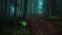 Landscapes nature paths fog dark forest morning view wallpaper