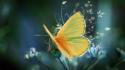 Nature animals moth butterflies wallpaper