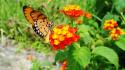 Nature freedom flowers butterflies wallpaper