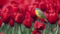 Nature red birds tulips wagtails wallpaper