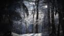 Nature winter snow trees forests white tree wallpaper