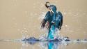 Animals birds kingfisher splashes water wallpaper