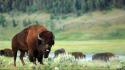 Animals bison wallpaper