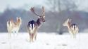 Animals deer fallow snow wild wallpaper