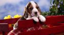 Animals dogs beagle wallpaper