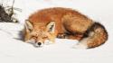 Animals foxes wallpaper