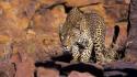 Animals leopards savage african wild life wallpaper