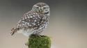 Animals owls moss tree stump wallpaper