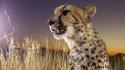 Animals savage african wild life wallpaper